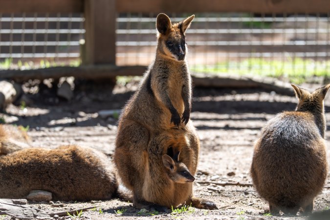 Wallaby with joey