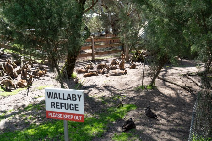 Wallaby refuge area