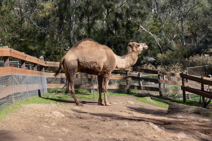 Camel in enclosure