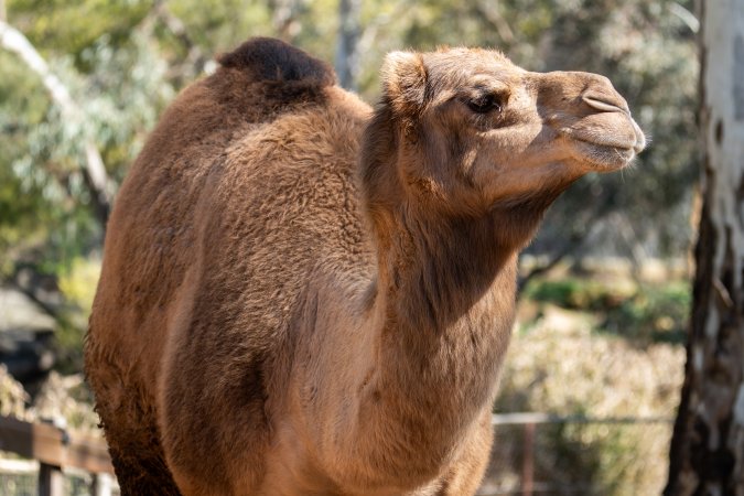 Camel in enclosure