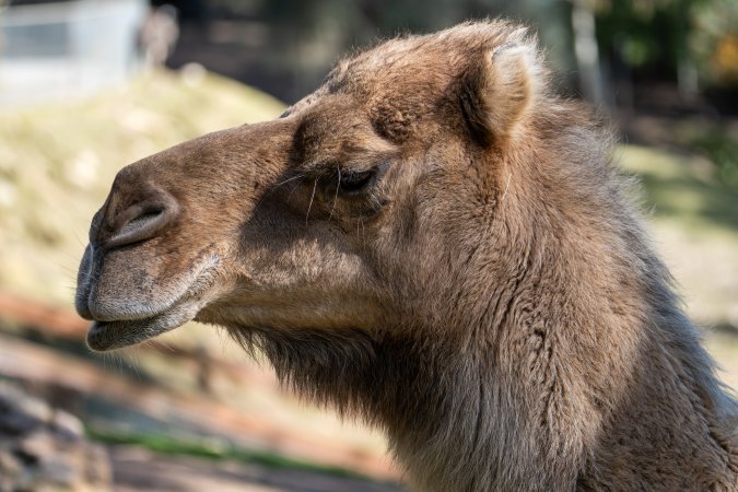 Camel in enclosure