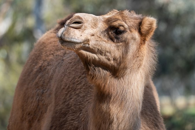 Camel in enclosure
