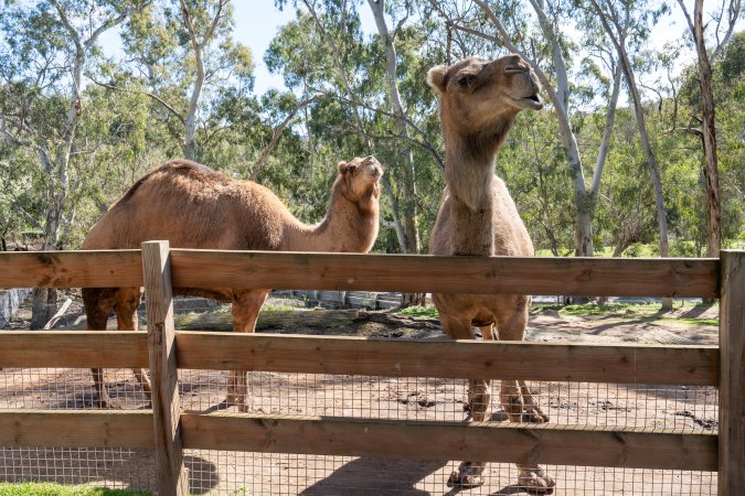 Camel in enclosure