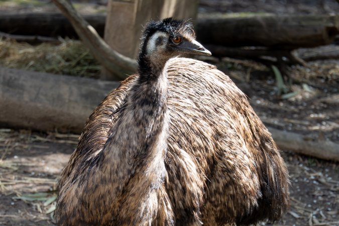 Emu in enclosure
