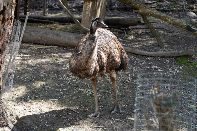 Emus in enclosure
