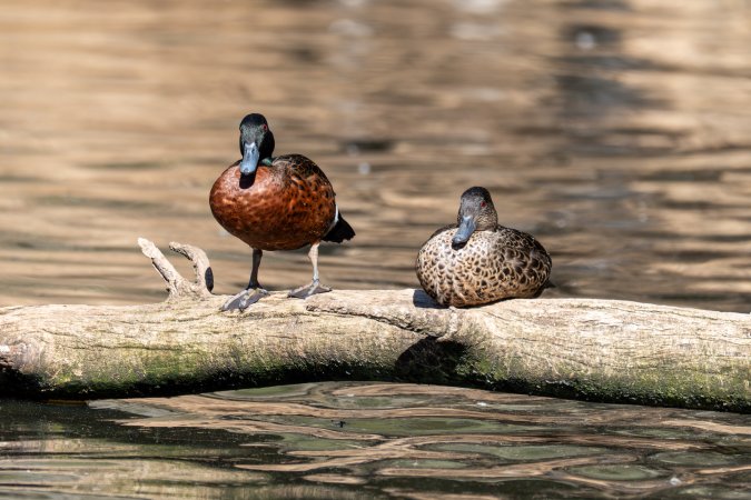 Native ducks