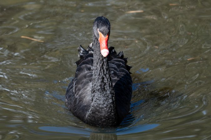 Black swan
