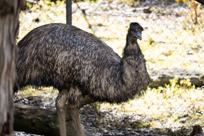 Emu in enclosure