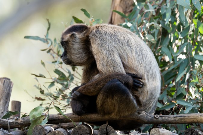 Monkey in enclosure