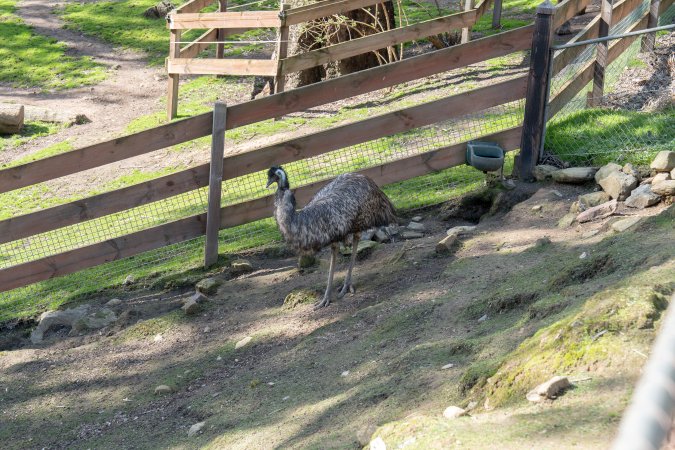 Emu in enclosure