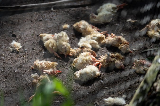 Dead chicks - fed to captive birds of prey