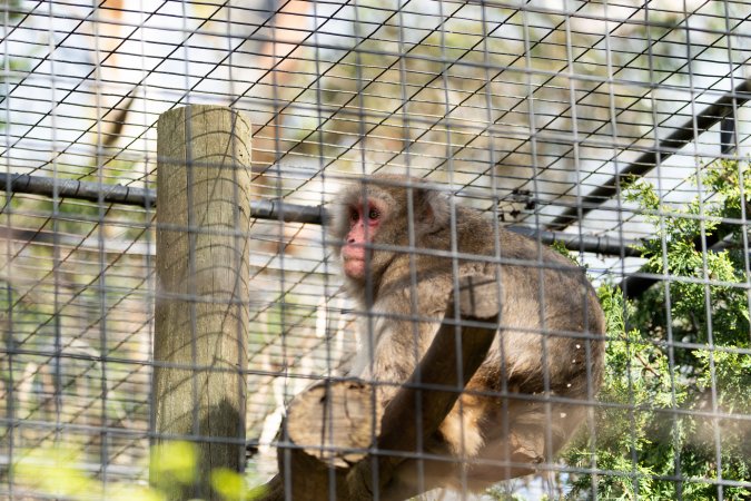 Monkey in cage