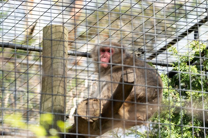 Monkey in cage