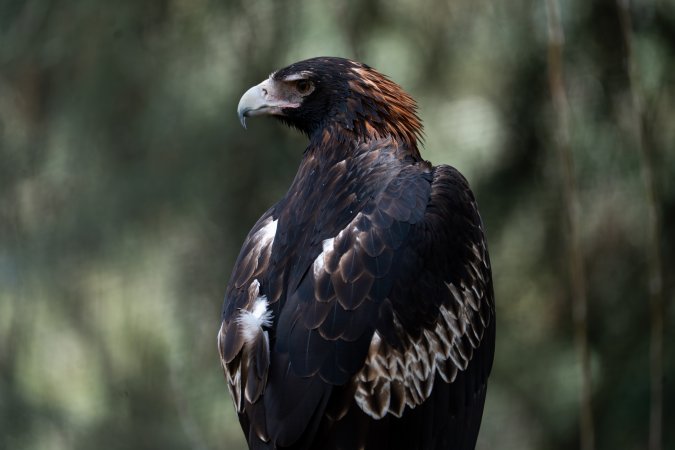 Captive eagle