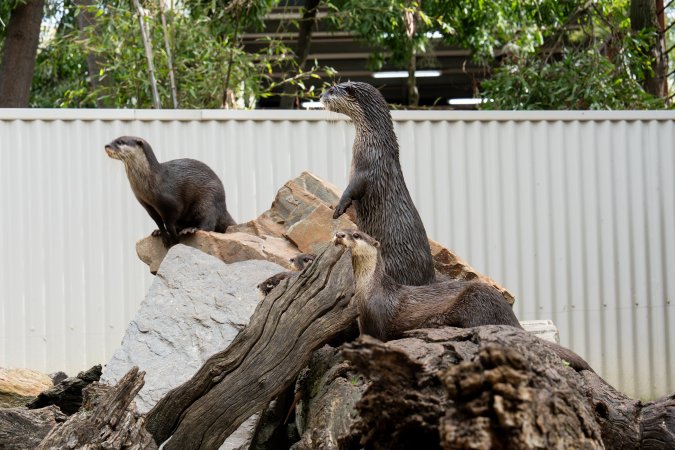 Otter stands on log