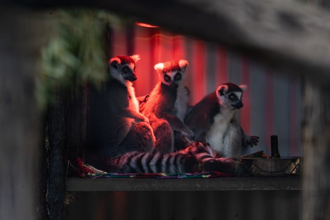 Lemur enclosure