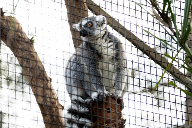 Lemur enclosure