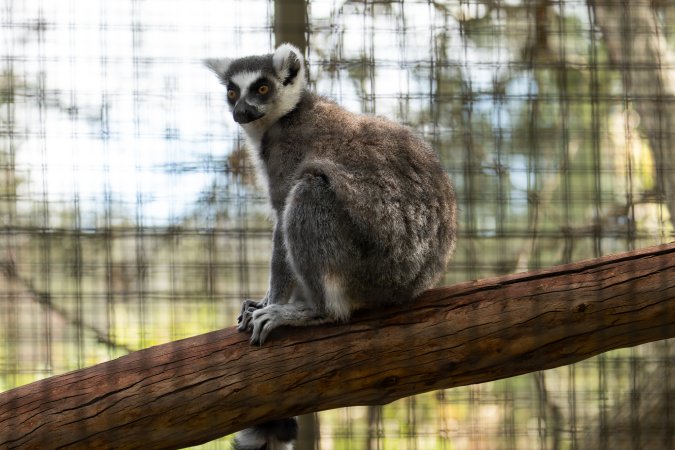 Lemur enclosure
