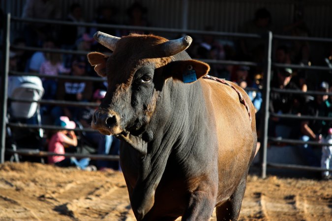 Bucking Bulls Australia Event