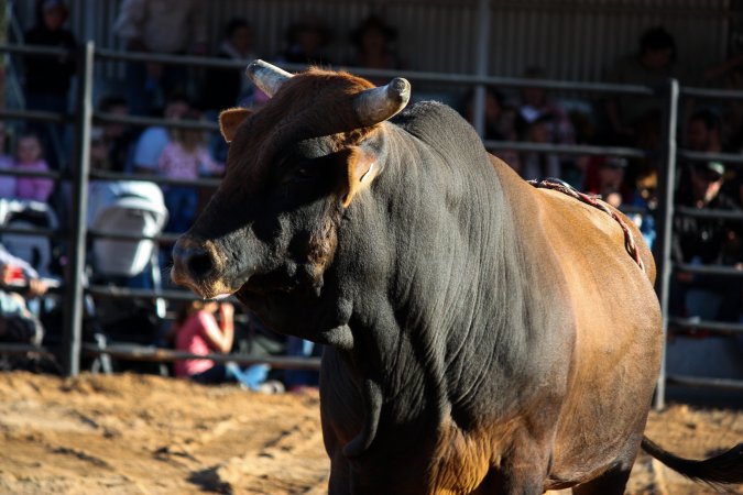 Bucking Bulls Australia Event