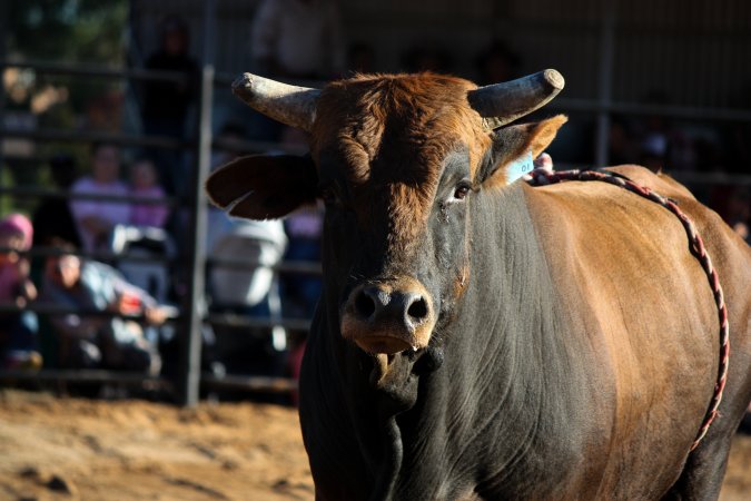 Bucking Bulls Australia Event