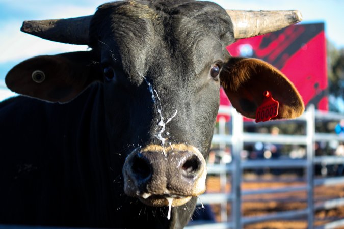 Bucking Bulls Australia Event