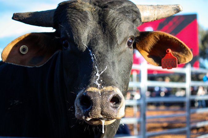 Bucking Bulls Australia Event