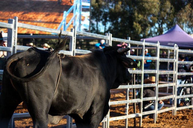 Bucking Bulls Australia Event
