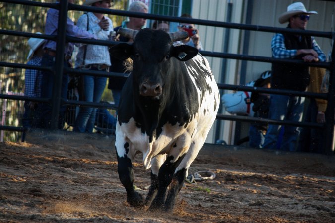 Bucking Bulls Australia Event