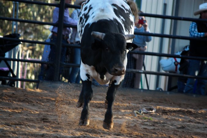 Bucking Bulls Australia Event