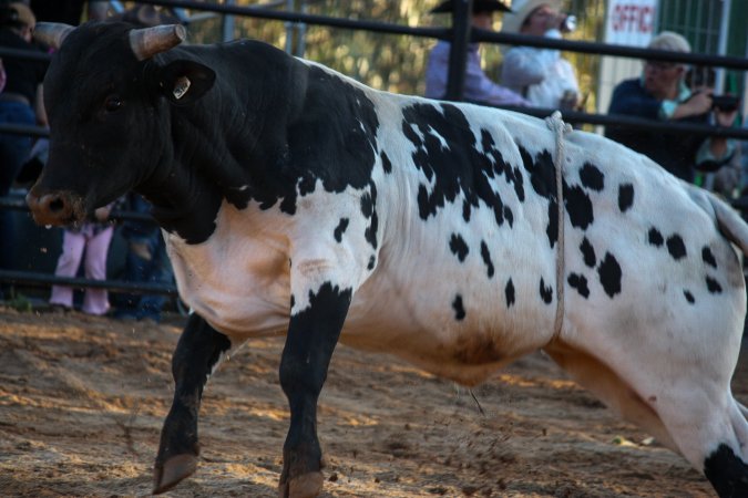 Bucking Bulls Australia Event