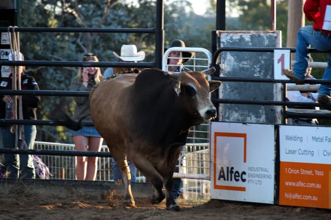 Bucking Bulls Australia Event