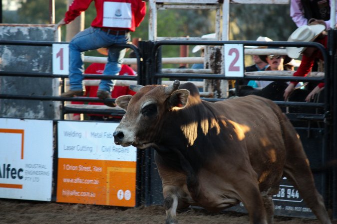Bucking Bulls Australia Event