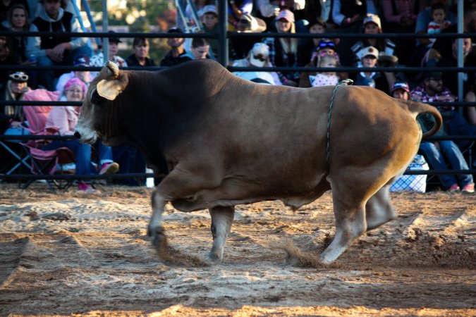 Bucking Bulls Australia Event