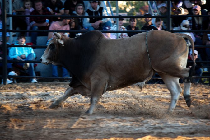 Bucking Bulls Australia Event
