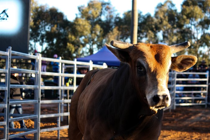 Bucking Bulls Australia Event