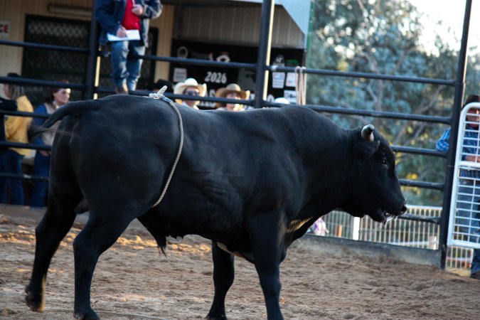 Bucking Bulls Australia Event