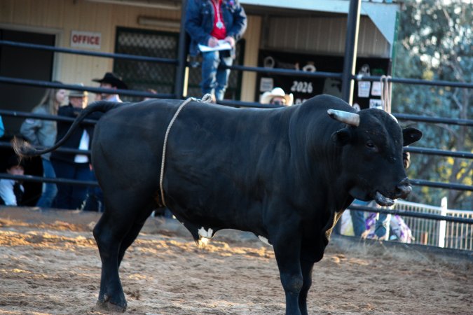 Bucking Bulls Australia Event