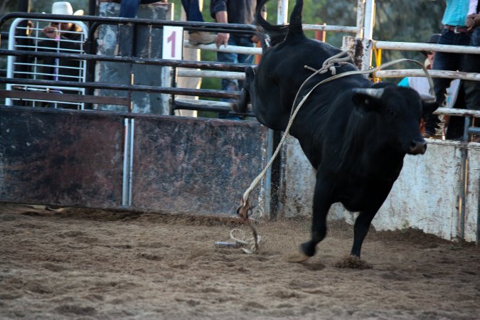 Bucking Bulls Australia Event