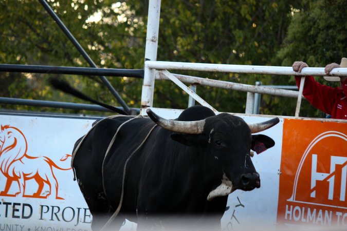 Bucking Bulls Australia Event