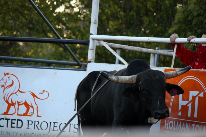 Bucking Bulls Australia Event