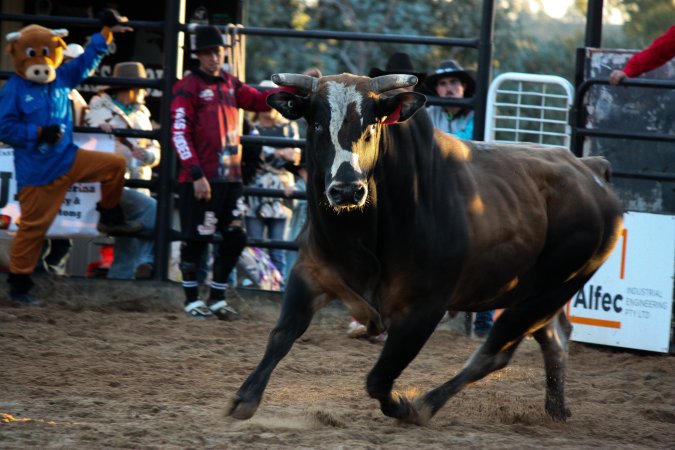 Bucking Bulls Australia Event