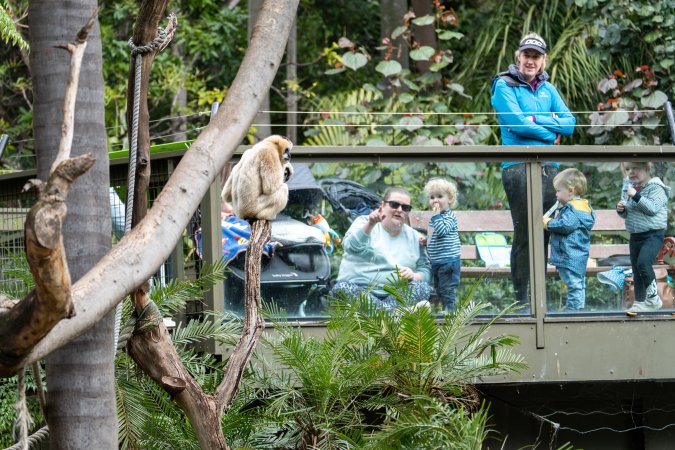 White-cheeked gibbon at Adelaide Zoo