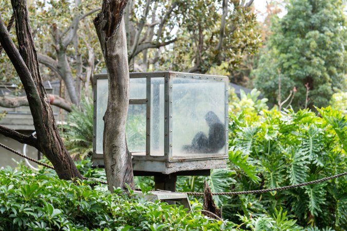 Gibbon sitting in glass cage at Adelaide Zoo