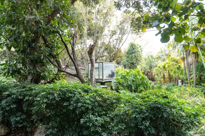 Gibbon sitting in glass cage at Adelaide Zoo