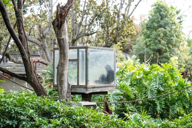 Gibbon sitting in glass cage at Adelaide Zoo
