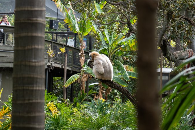Gibbon sitting on branch at Adelaide Zoo
