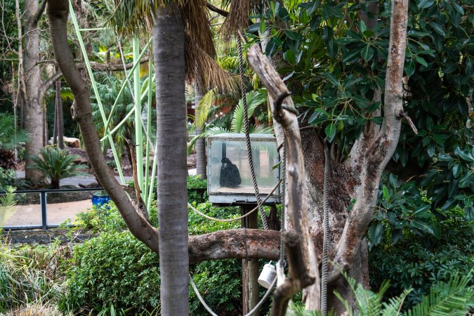 Gibbon sitting in glass cage at Adelaide Zoo