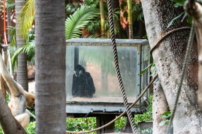 Gibbon sitting in glass cage at Adelaide Zoo