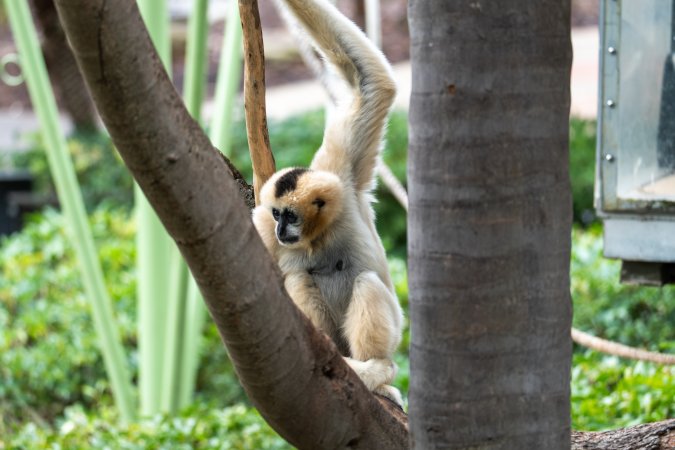Gibbon sitting on branch at Adelaide Zoo